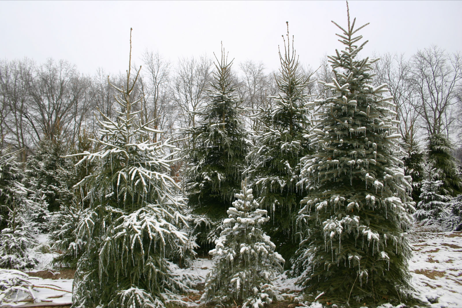 Westman&#39;s Tree Farm - U-Cut Christmas Trees - Dexter, MI